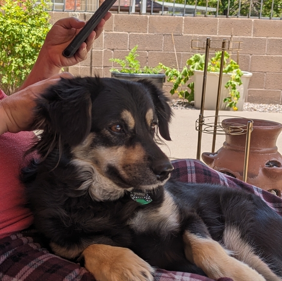 Meet your Posher, Rosa - Picture 2 of 4